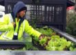 grounds_care_staff_498x325