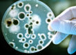 fungal