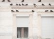 Pigeons on a building facade