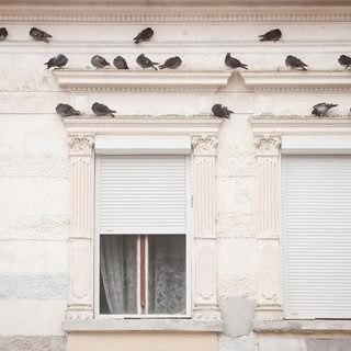 Pigeons on a building facade