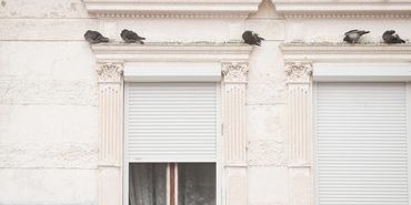 Pigeons on a building facade Pigeons on a building facade