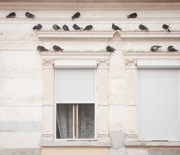 Pigeons on a building facade