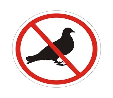 rsz_no_birds