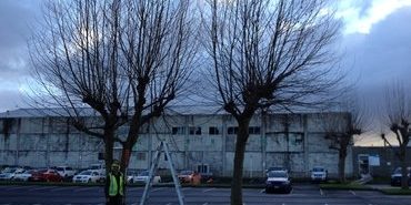 _unique_services_trees _unique_services_trees