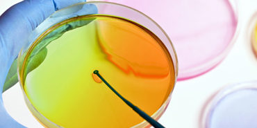 petri_dish petri_dish