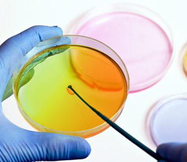 petri_dish petri_dish