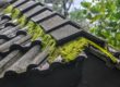 moss and mould on roof