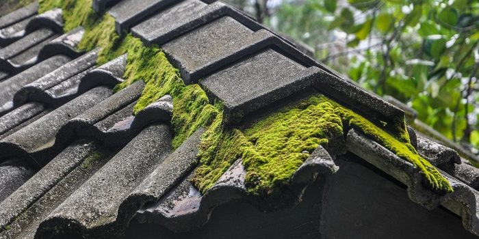 roof_moss moss and mould on roof