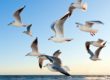 seagulls