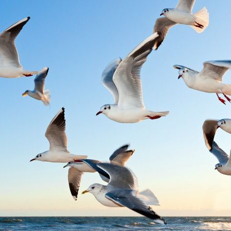 seagulls