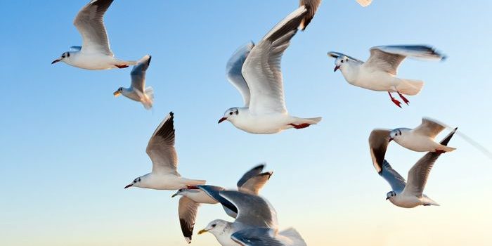 seagulls seagulls